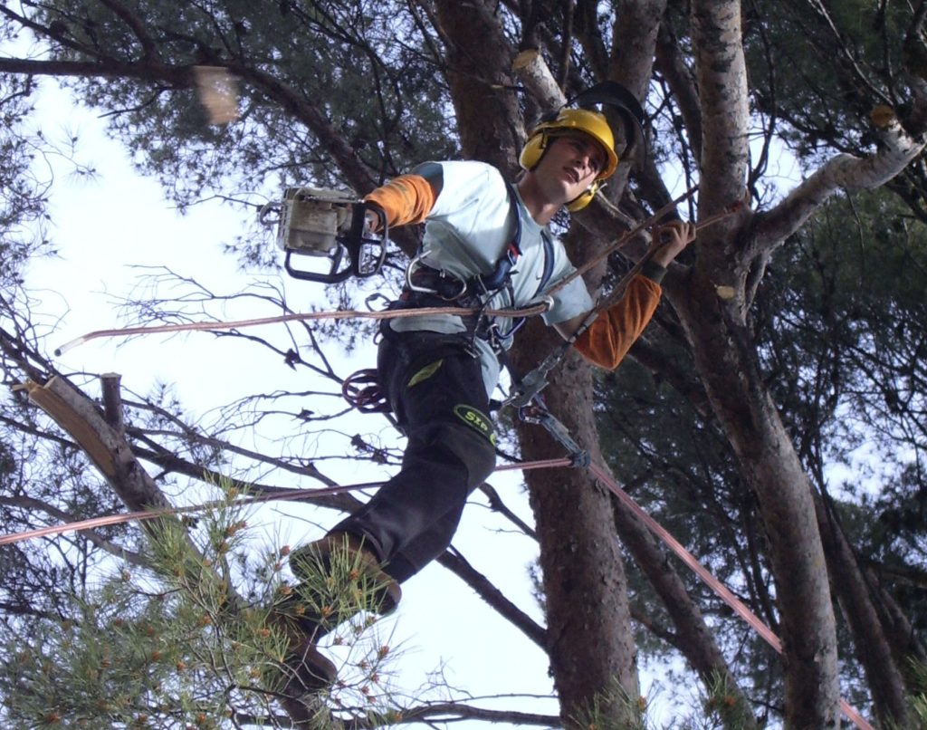 Elagueur en train d'élaguer un arbre