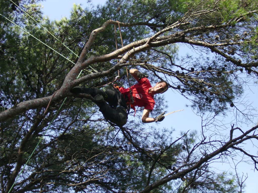 Professionnel en train d'élaguer un arbre