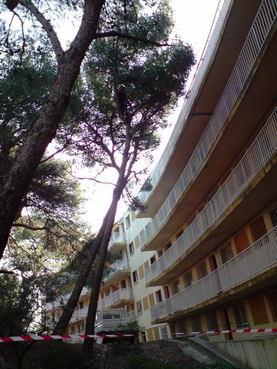 Abattage d'un arbre en ville